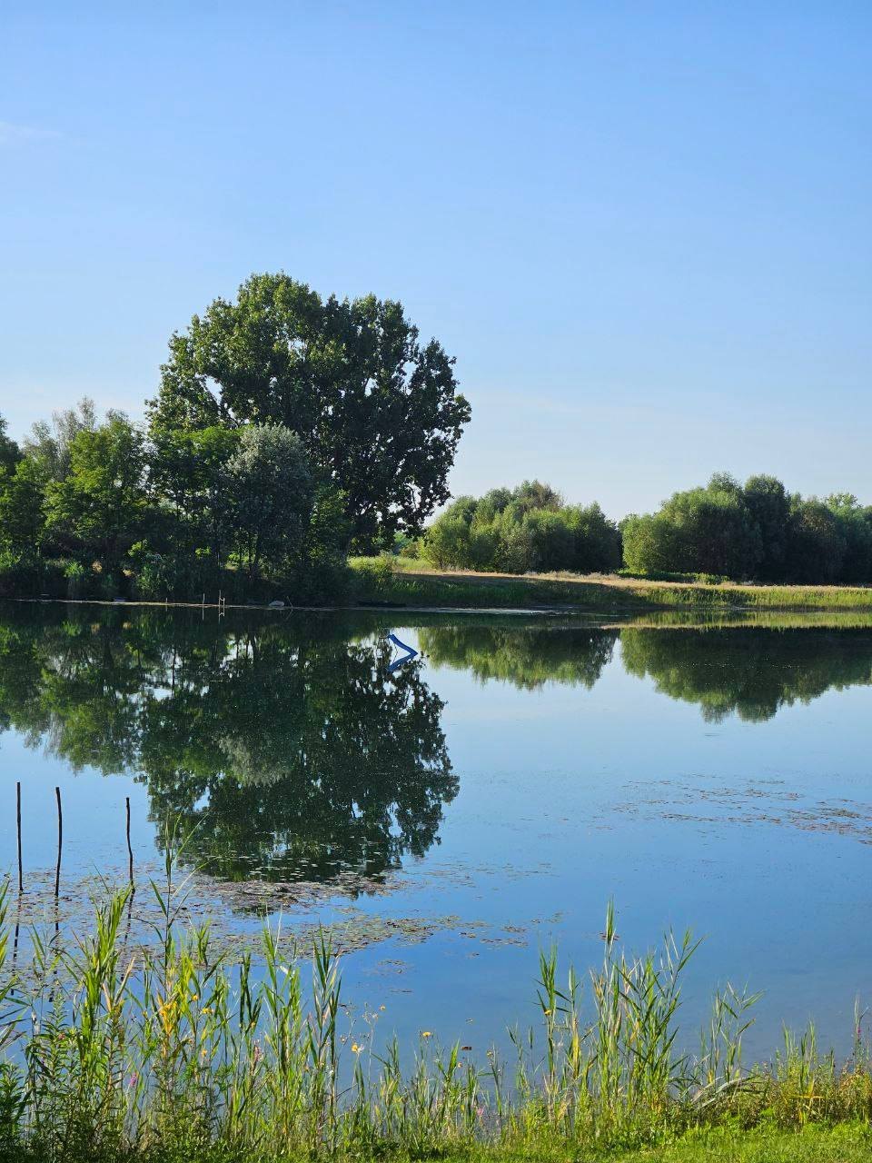A clear summer day on Lake Provala: a round tree and the blue sky mirrored in still water