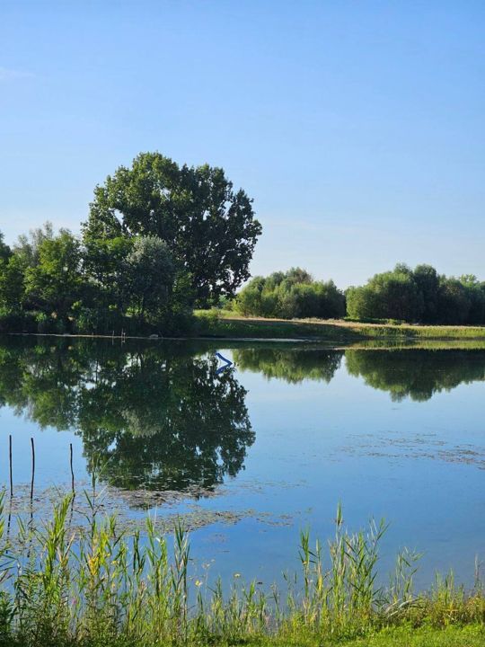 A clear summer day on Lake Provala: a round tree and the blue sky mirrored in still water