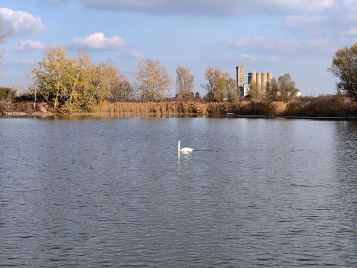 A mute swan on Lake Provala in autumn, golden reeds and poplars, grain silos in the distance