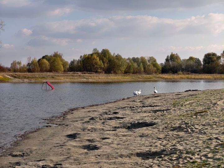 Three swans on the sandy shore of Lake Provala, a red slide in the water