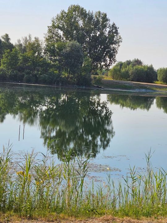 A big poplar mirrored in Lake Provala on a hazy summer morning, reeds in front