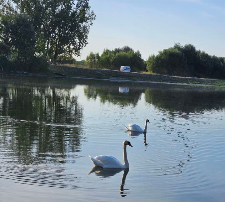 Two swans gliding on the still water of Lake Provala, a caravan on the far shore